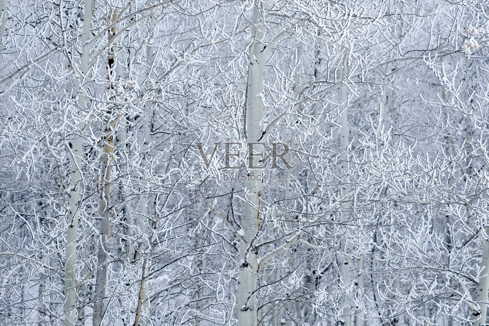 树木和树枝上的冬季霜冻，覆盖着寒冷的冰霜和雪照片摄影图片