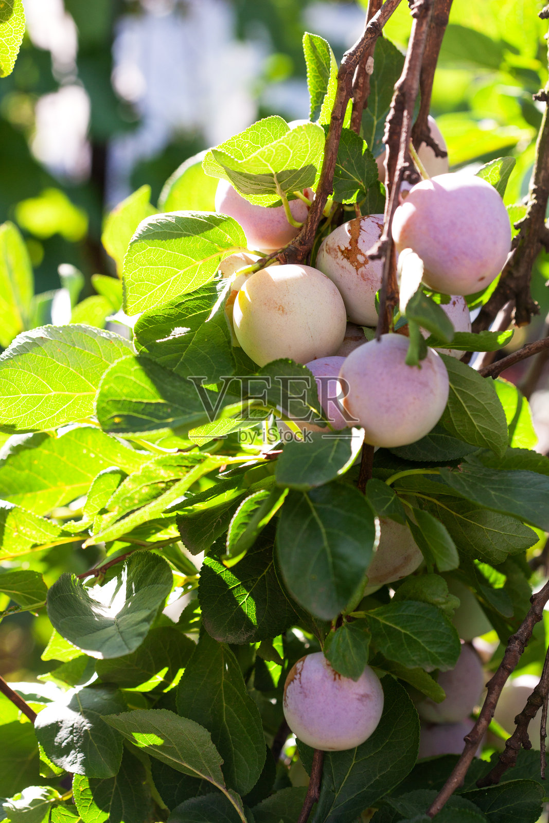 花园里树上的成熟李子。正在生长的李子照片摄影图片