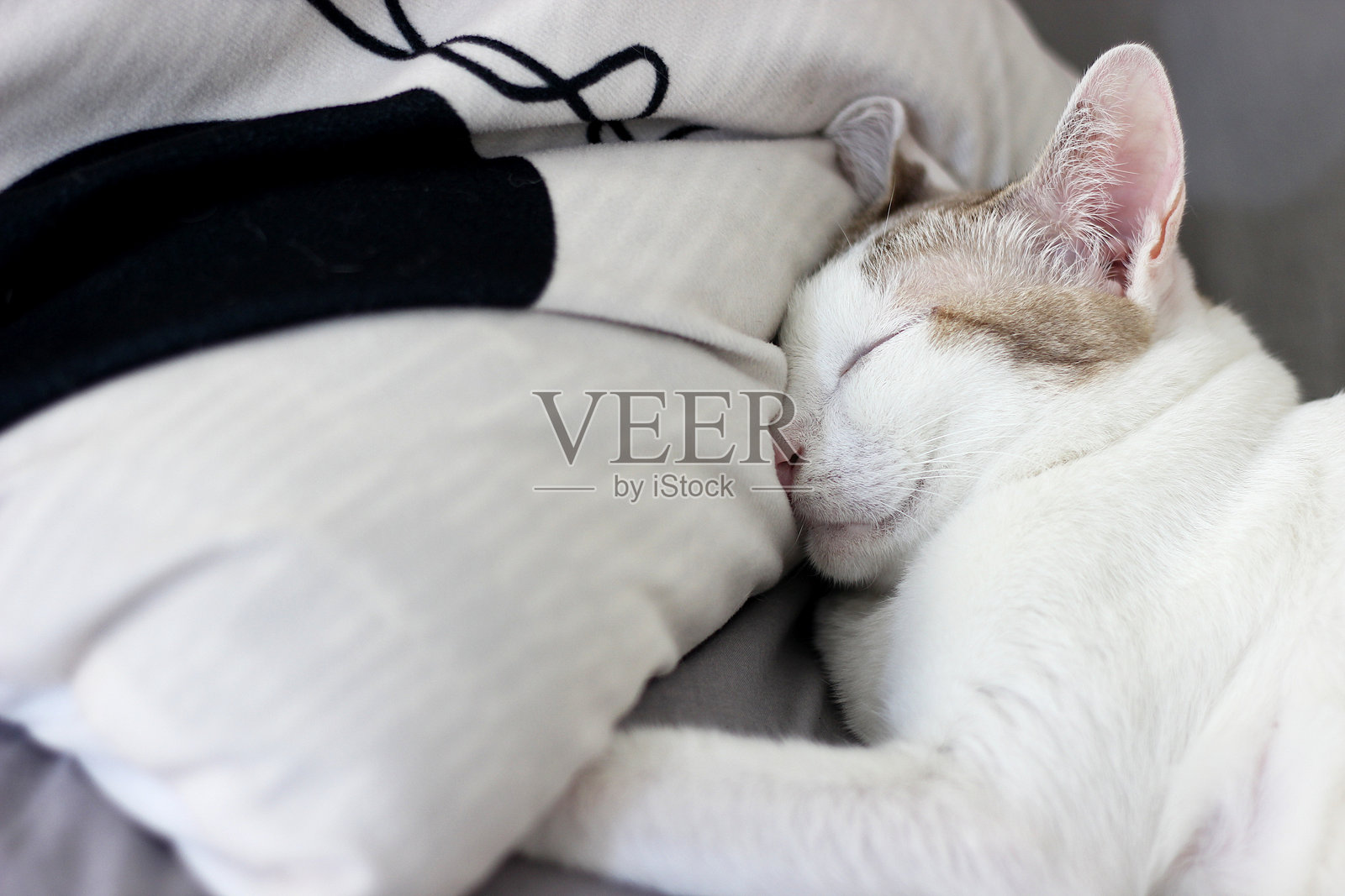 一只猫正在床上睡觉照片摄影图片
