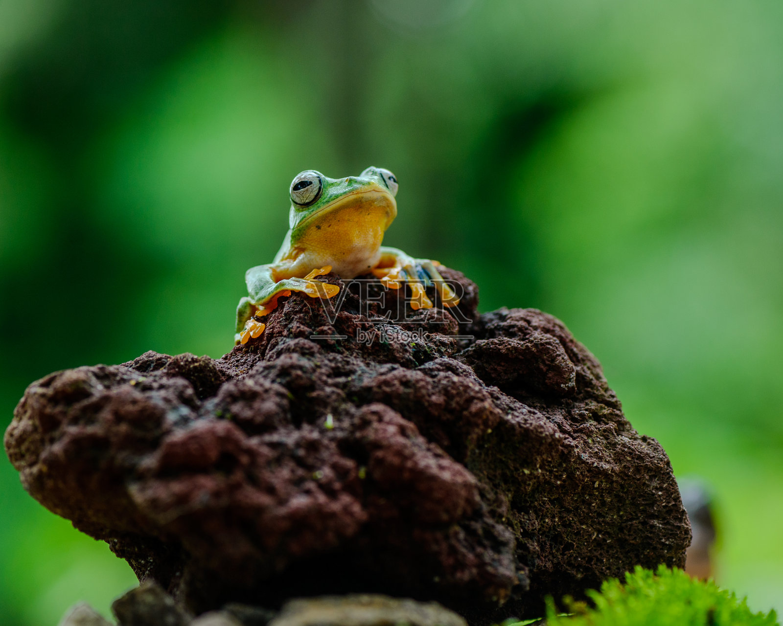 一只绿色树蛙栖息在岩石上照片摄影图片
