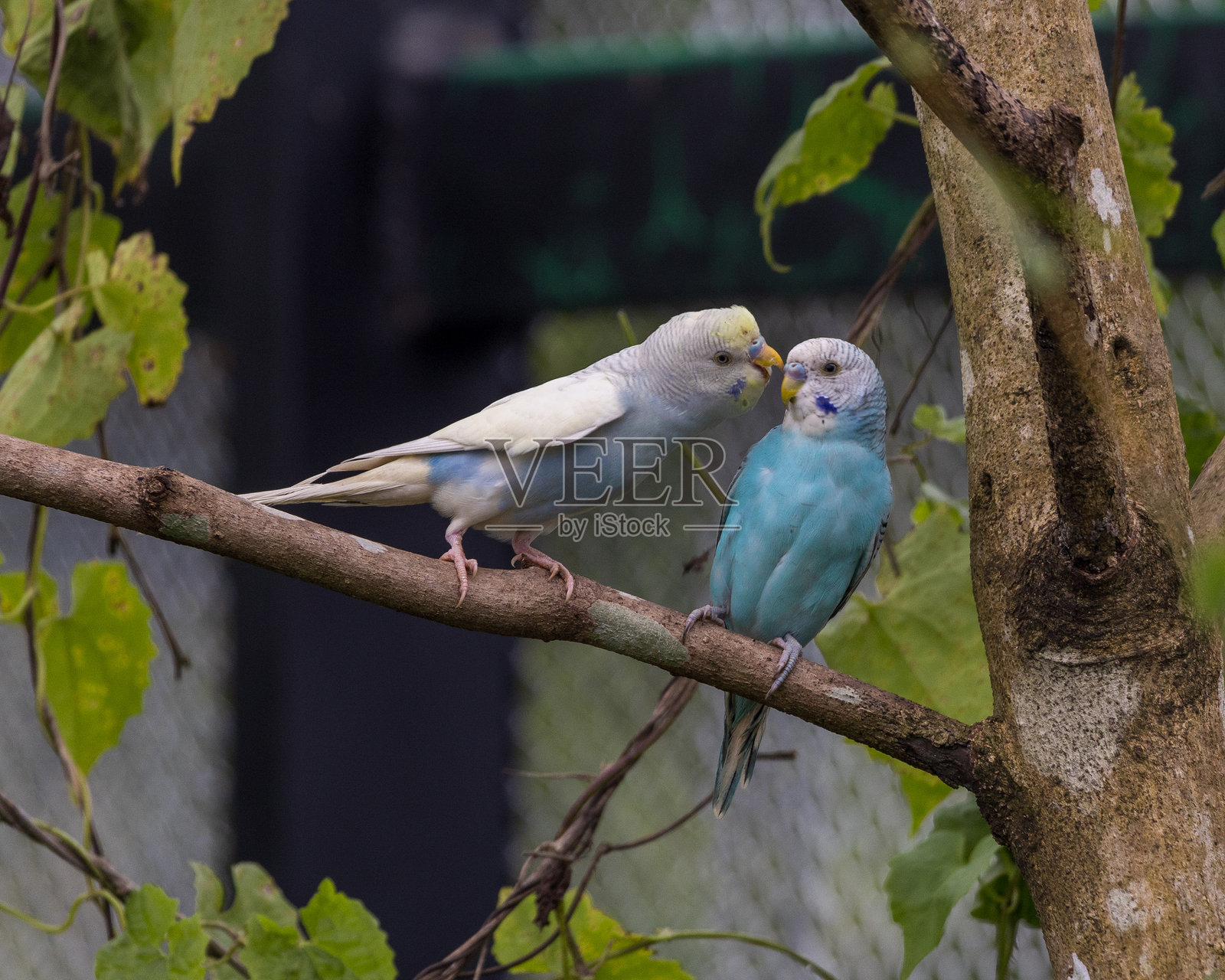草鹦鹉照片摄影图片