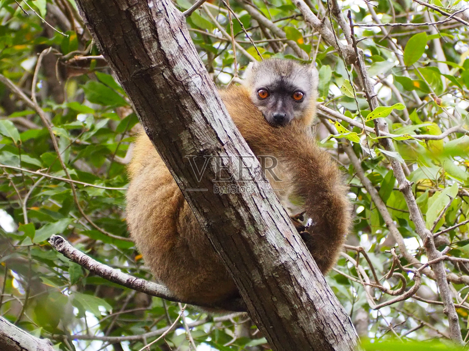 马达加斯加的普通棕色狐猴照片摄影图片