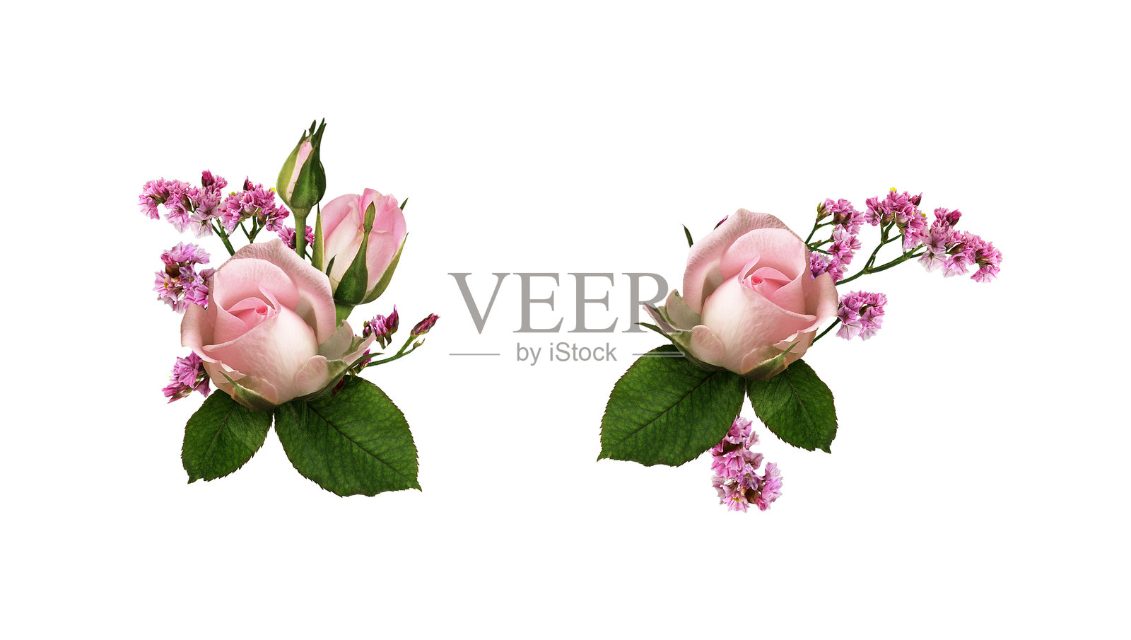 一组带有粉色玫瑰花和海洋紫菜的花卉装饰，背景为白色。照片摄影图片