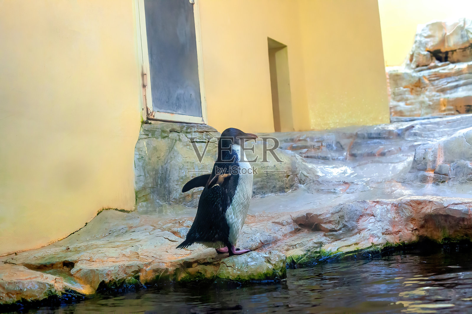 年轻的非洲企鹅（Spheniscus demersus），侧面视图照片摄影图片