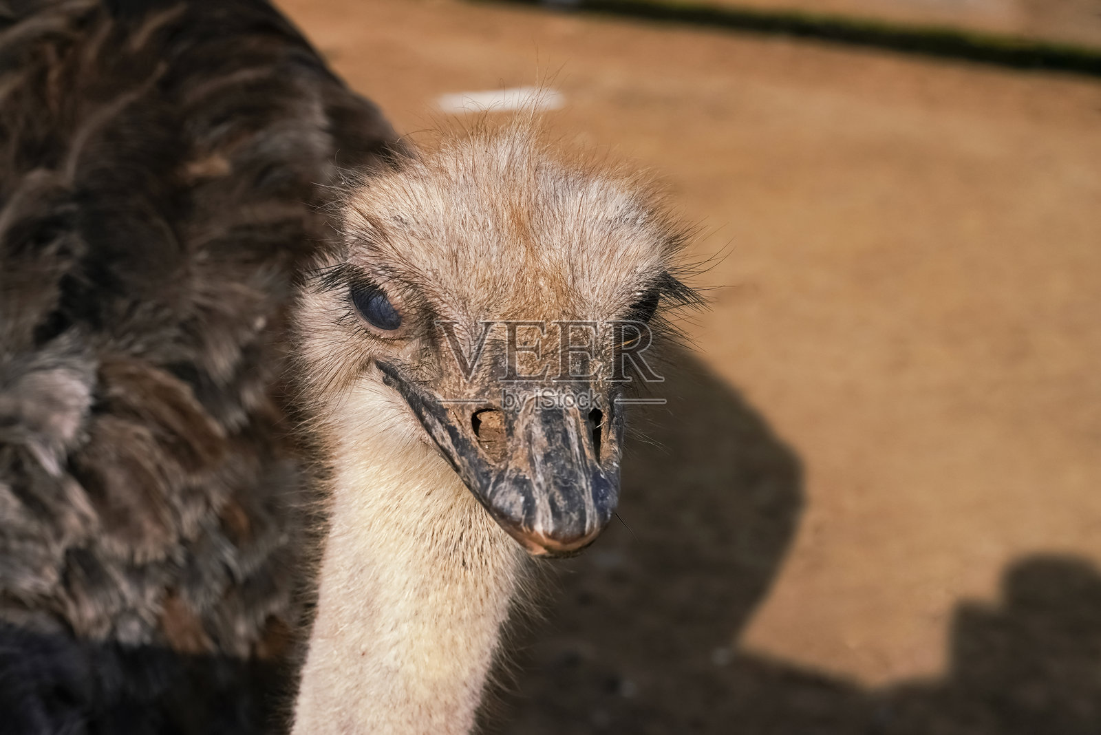 在自然栖息地中，特征明显的鸵鸟特写镜头照片摄影图片