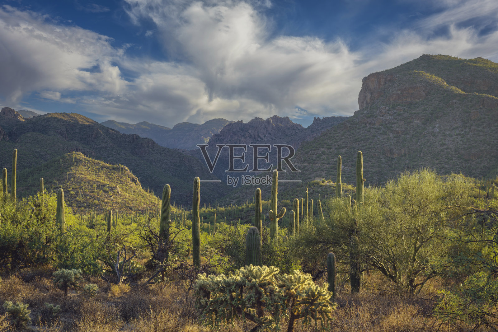 雄伟的西南沙漠山丘与仙人掌在风景如画的多云天空下照片摄影图片