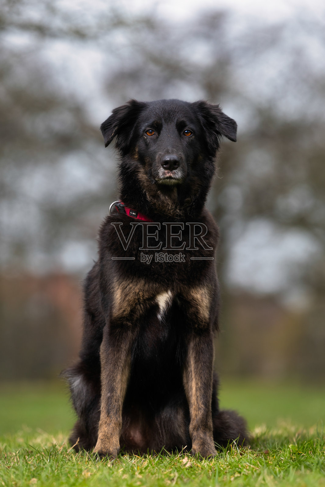 美丽的狗照片摄影图片