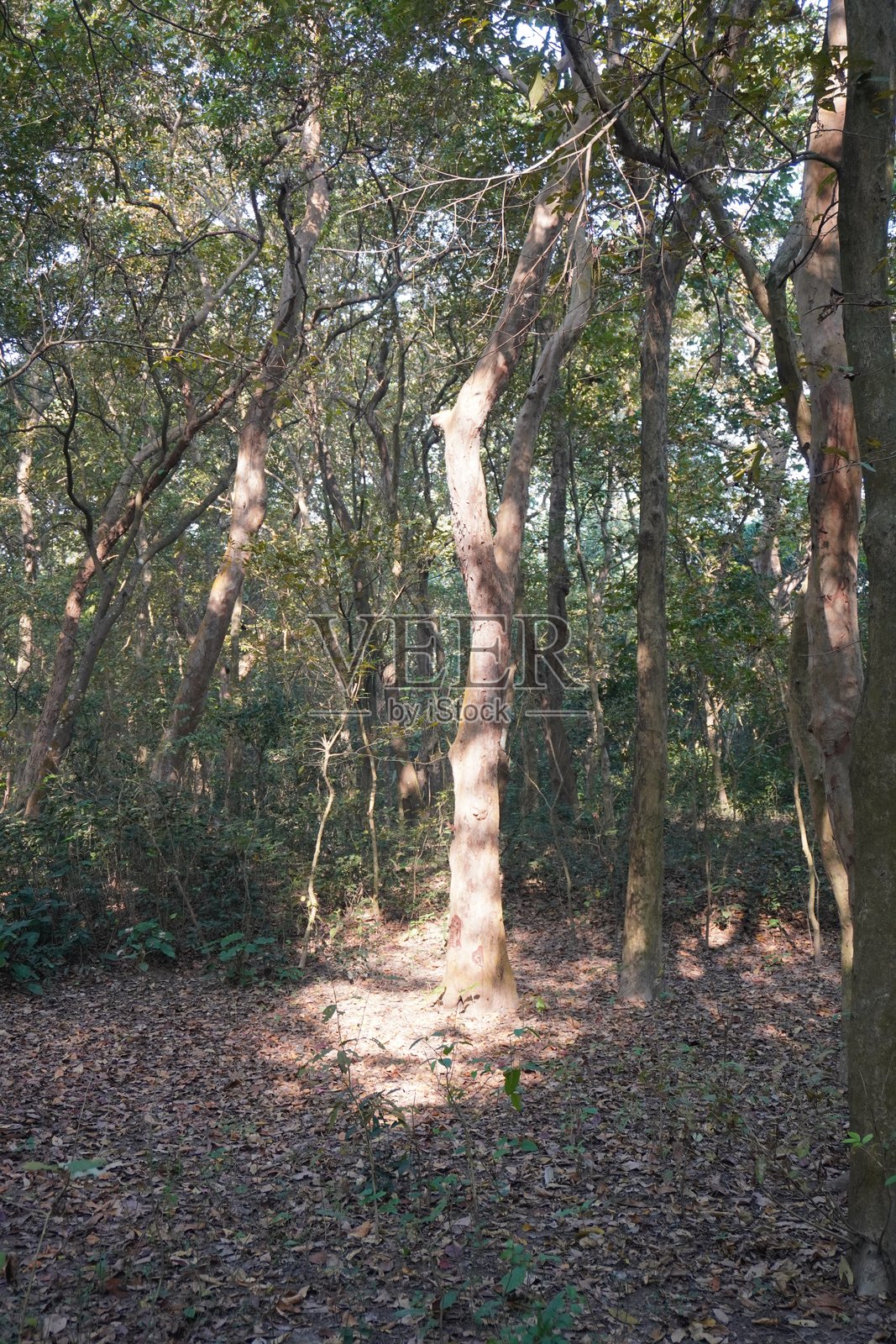 阳光洒落在深林中的橡树上照片摄影图片