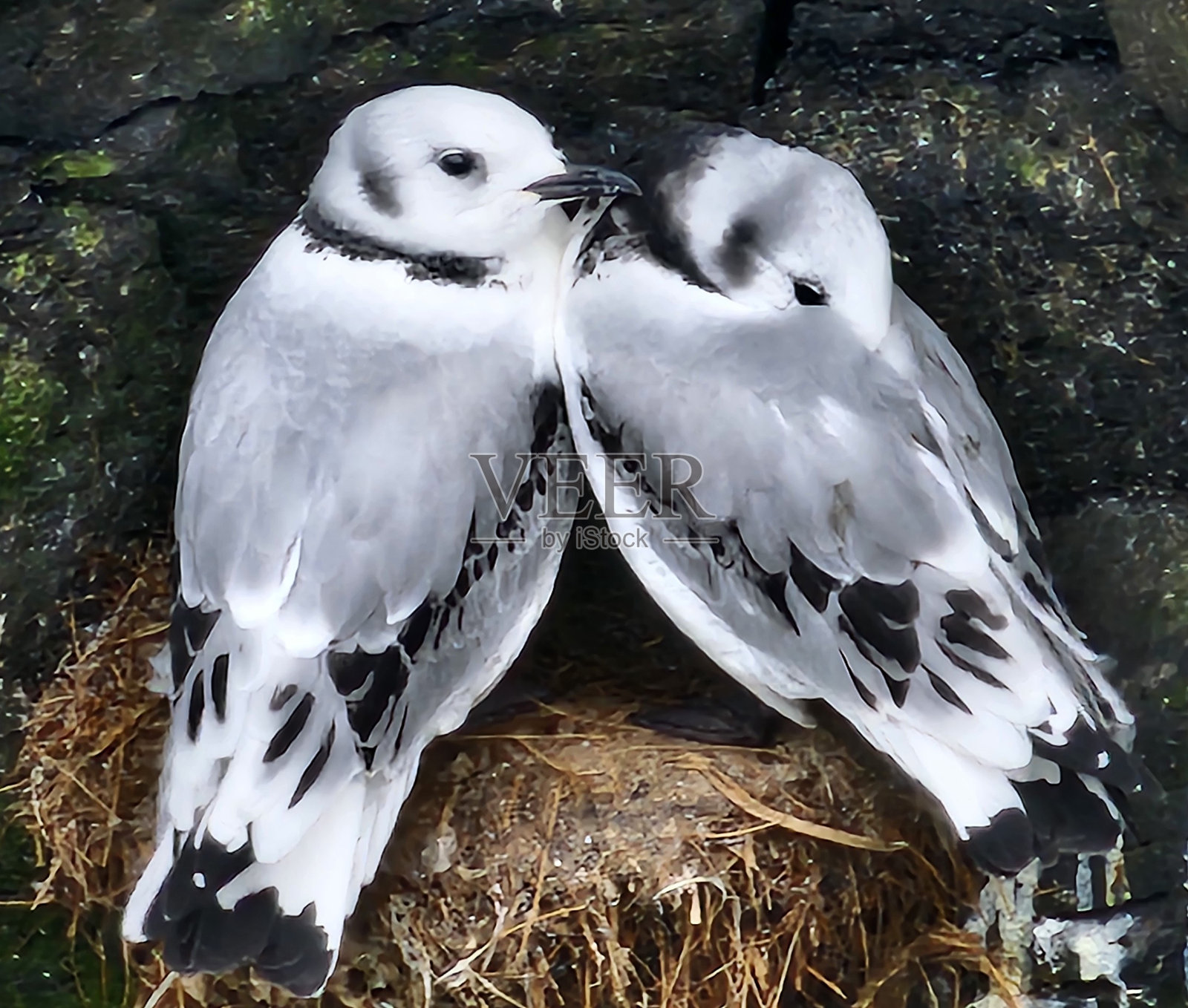 两只黑腿海鸥在等待妈妈。照片摄影图片