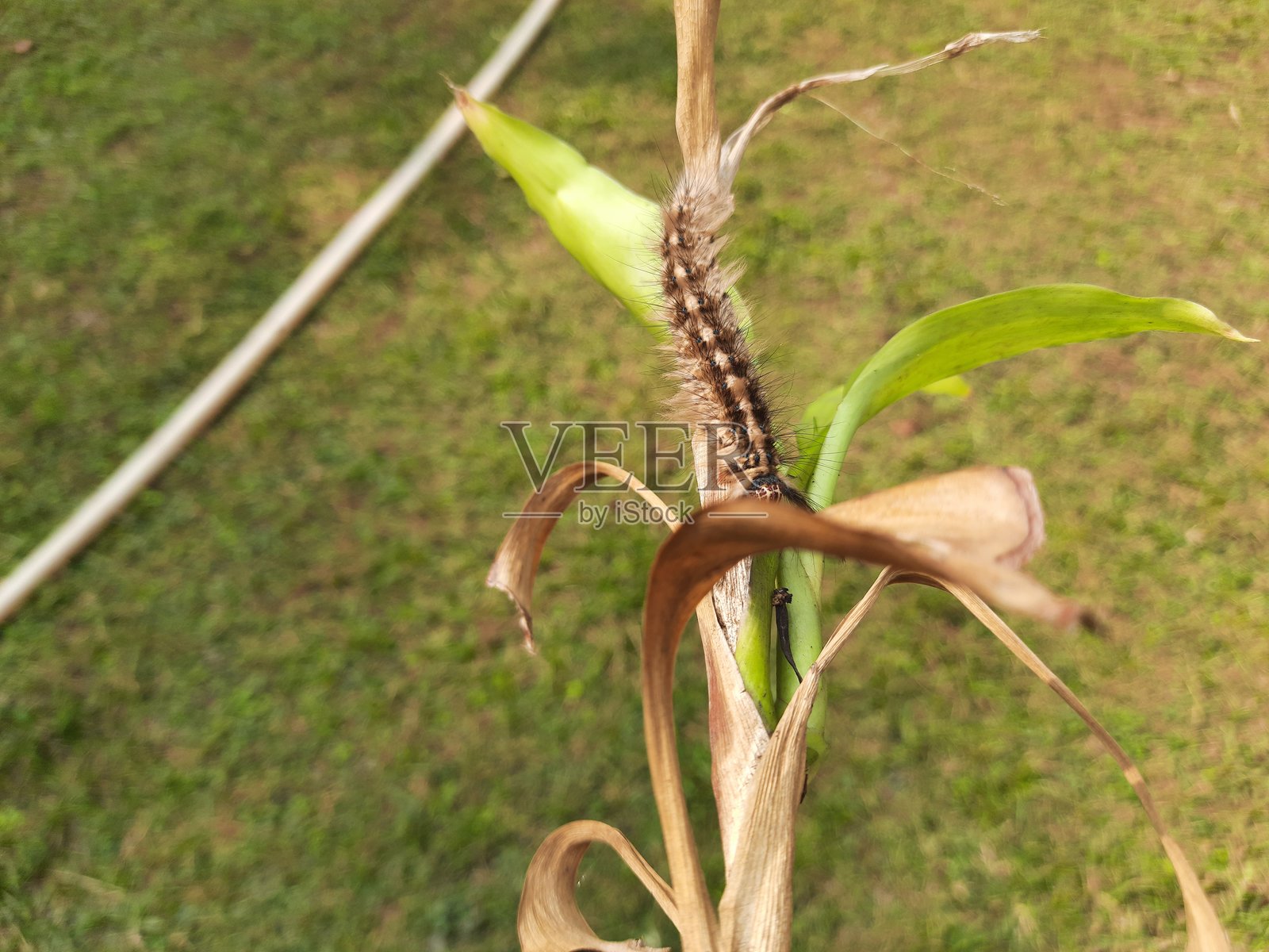 Orgyia leucostigma.照片摄影图片