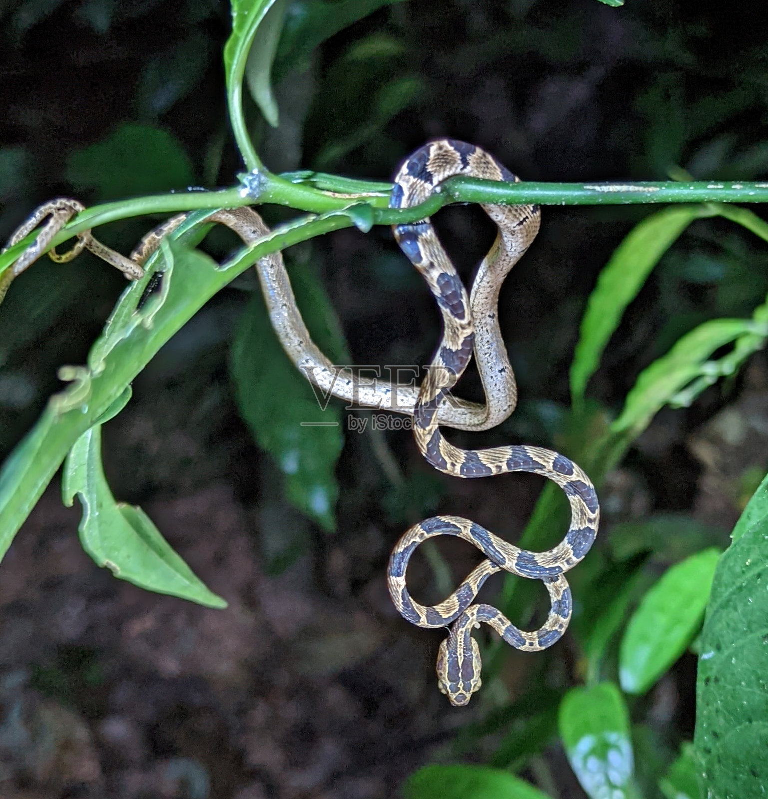 悬挂在哥斯达黎加藤蔓上的响尾蛇。照片摄影图片