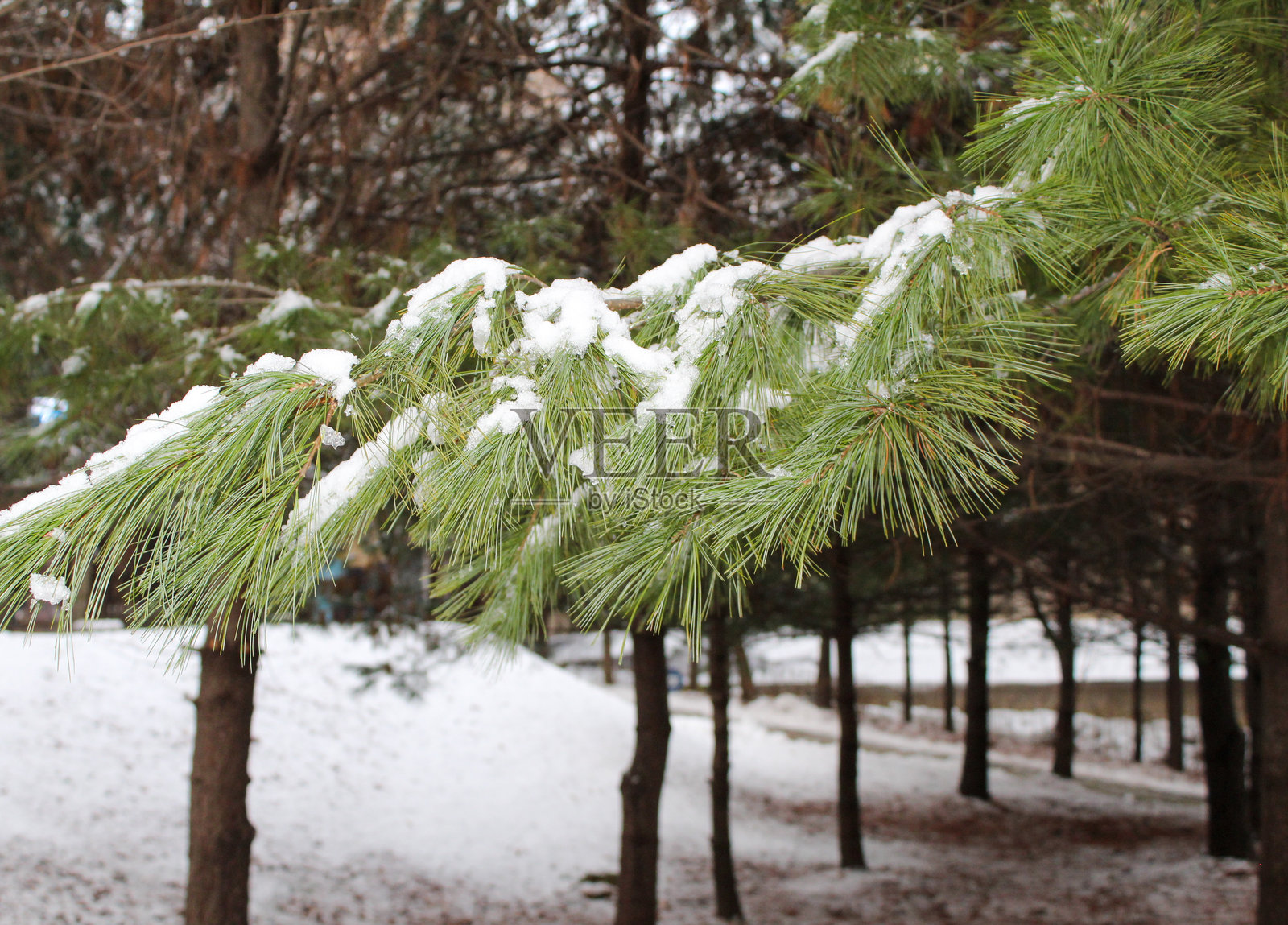 被雪覆盖的松树照片摄影图片