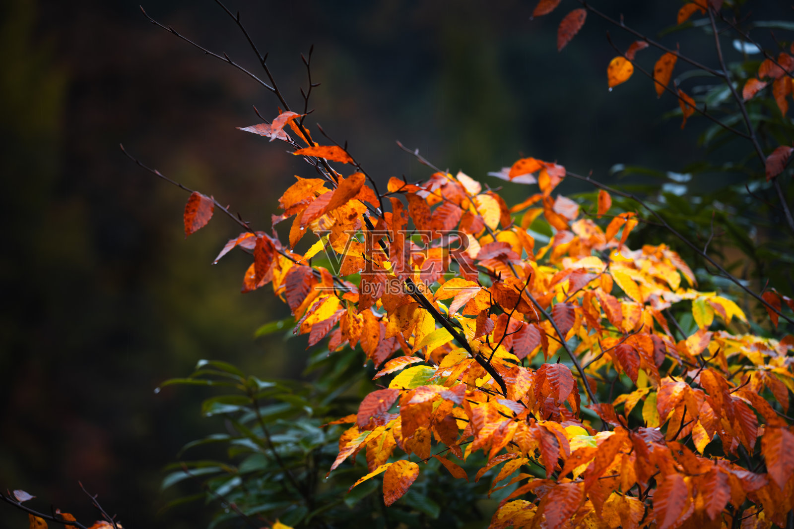 中国四川省巴中市广武山风景区米仓山自然画廊中的红叶照片摄影图片
