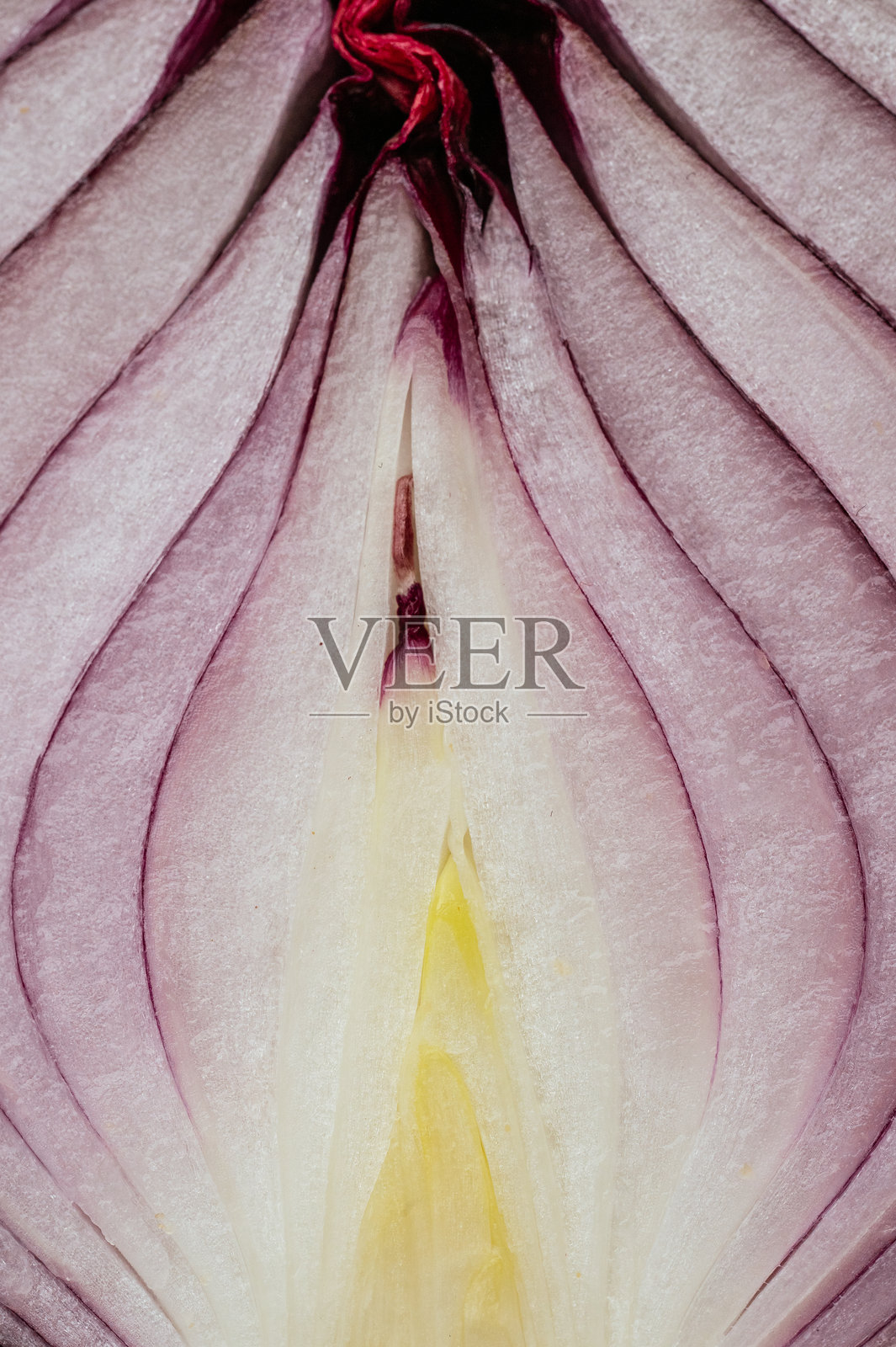 红洋葱的微距摄影照片摄影图片