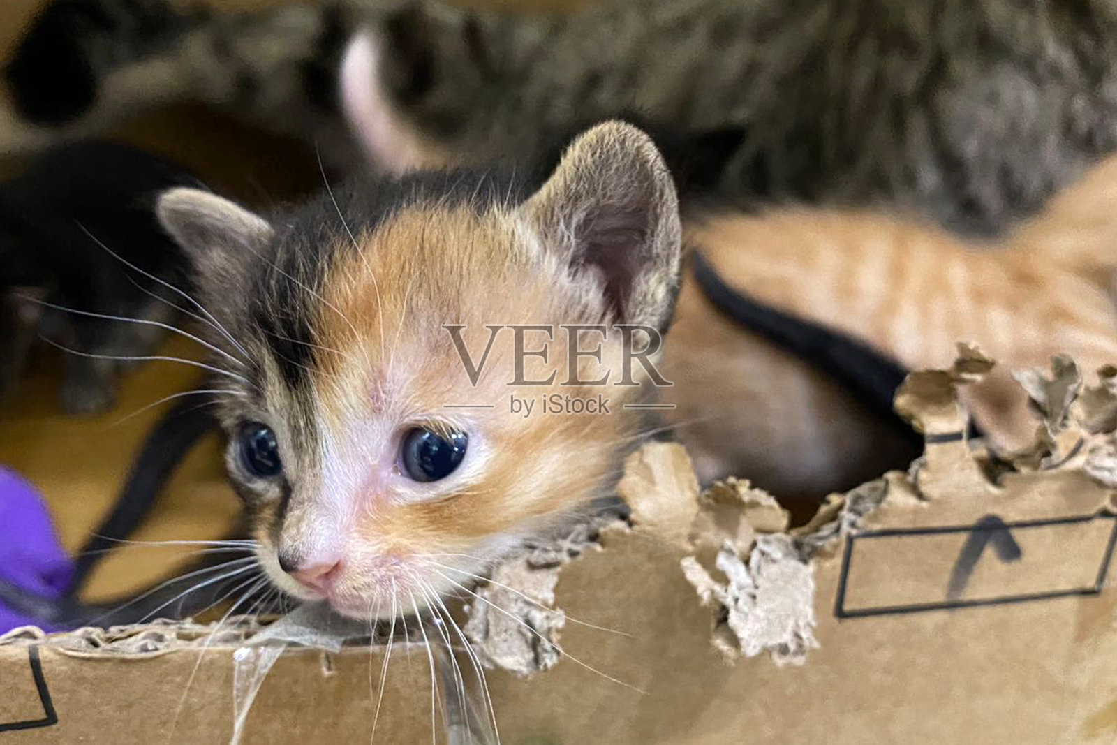 一只新生的小猫安静地蜷缩在盒子里。新生的小猫与另一只新生的小猫一起睡觉。照片摄影图片