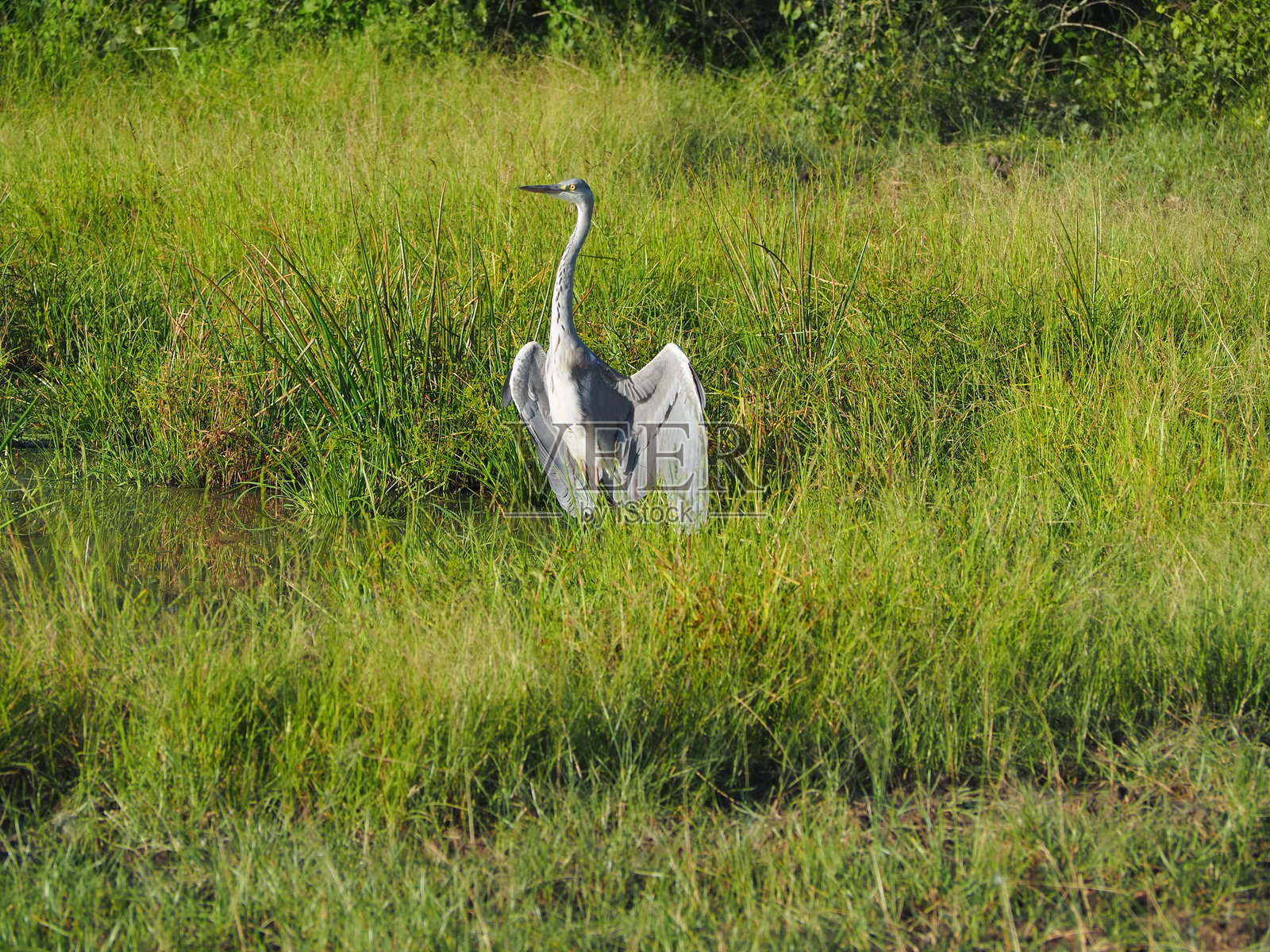 戈隆戈萨国家公园的鸟类照片摄影图片