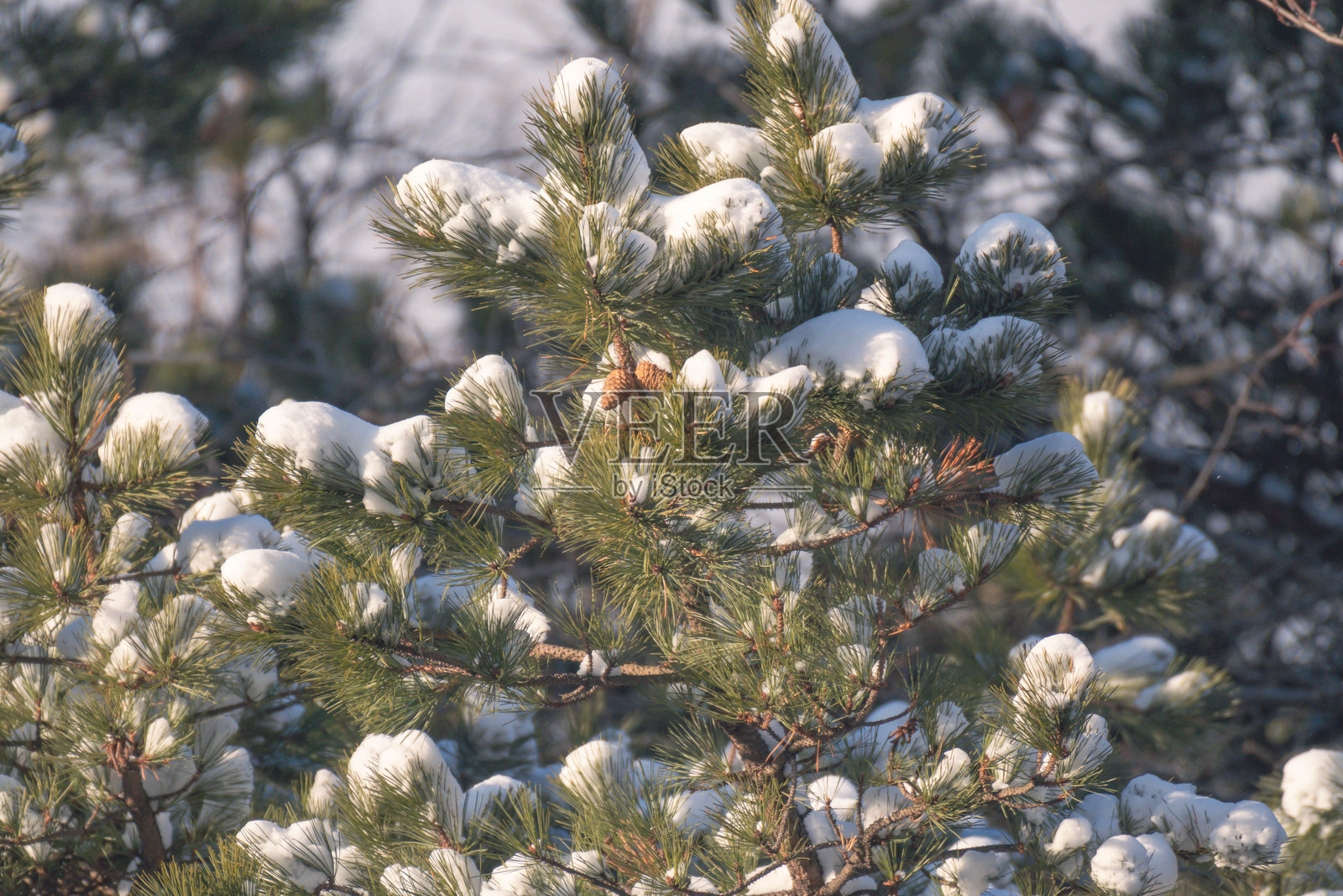 初雪，季节性选择性聚焦的雪覆盖的早晨照片摄影图片