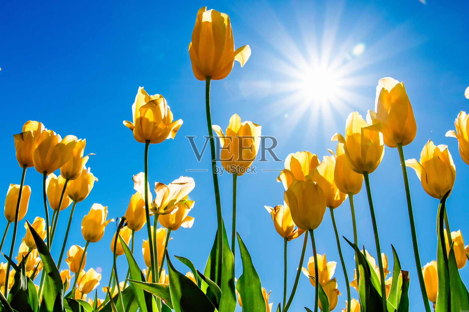 阳光照耀着俄勒冈州伍德本盛开的黄色郁金香草地照片摄影图片