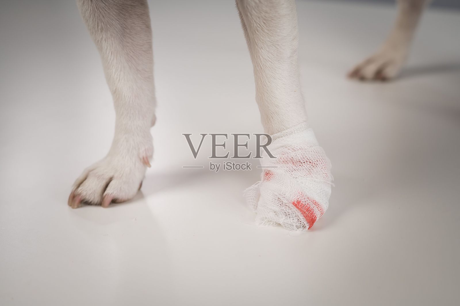 白色背景下包扎的狗爪特写。照片摄影图片