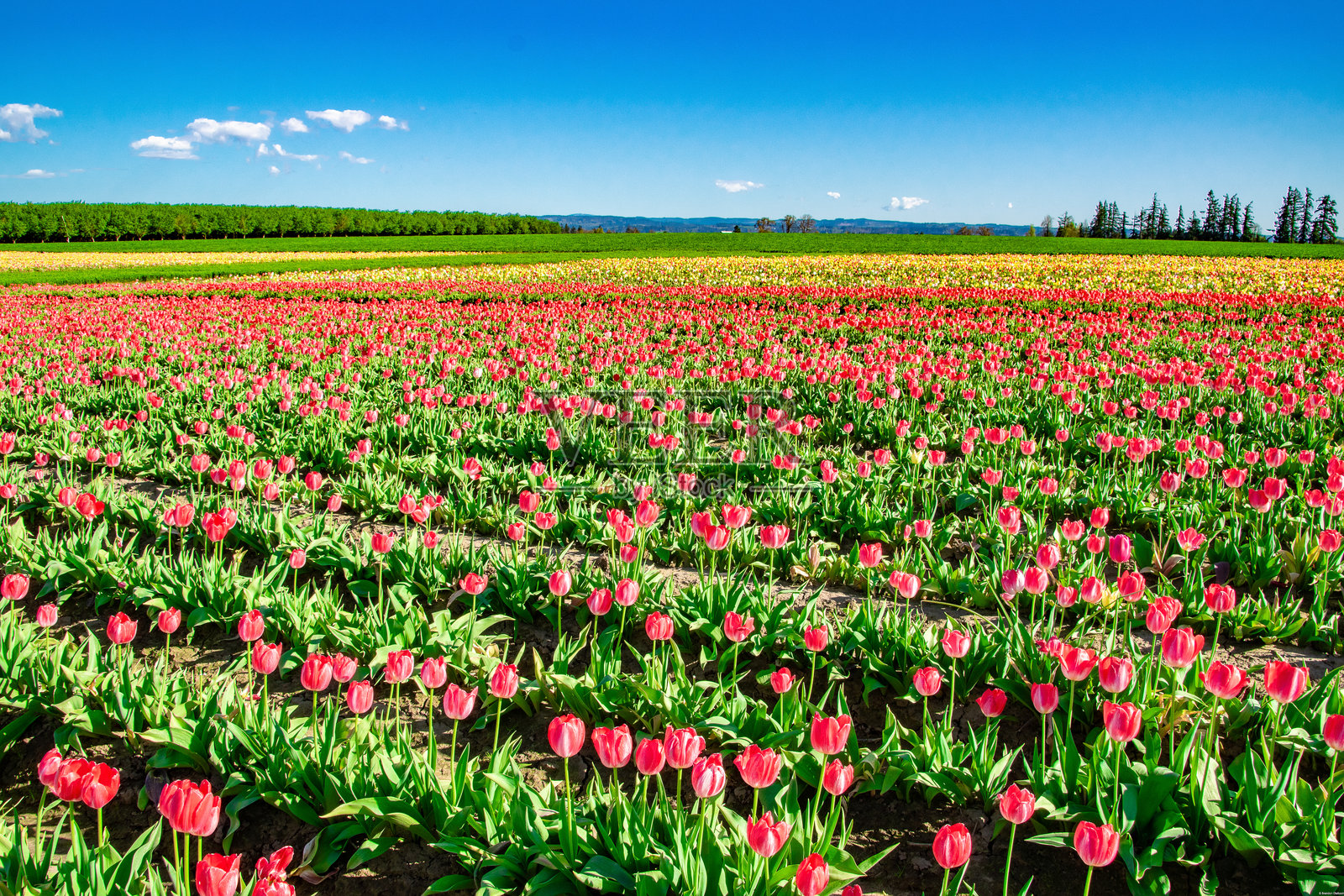 俄勒冈州田野中盛开的粉色和黄色郁金香的宽幅全景照片摄影图片