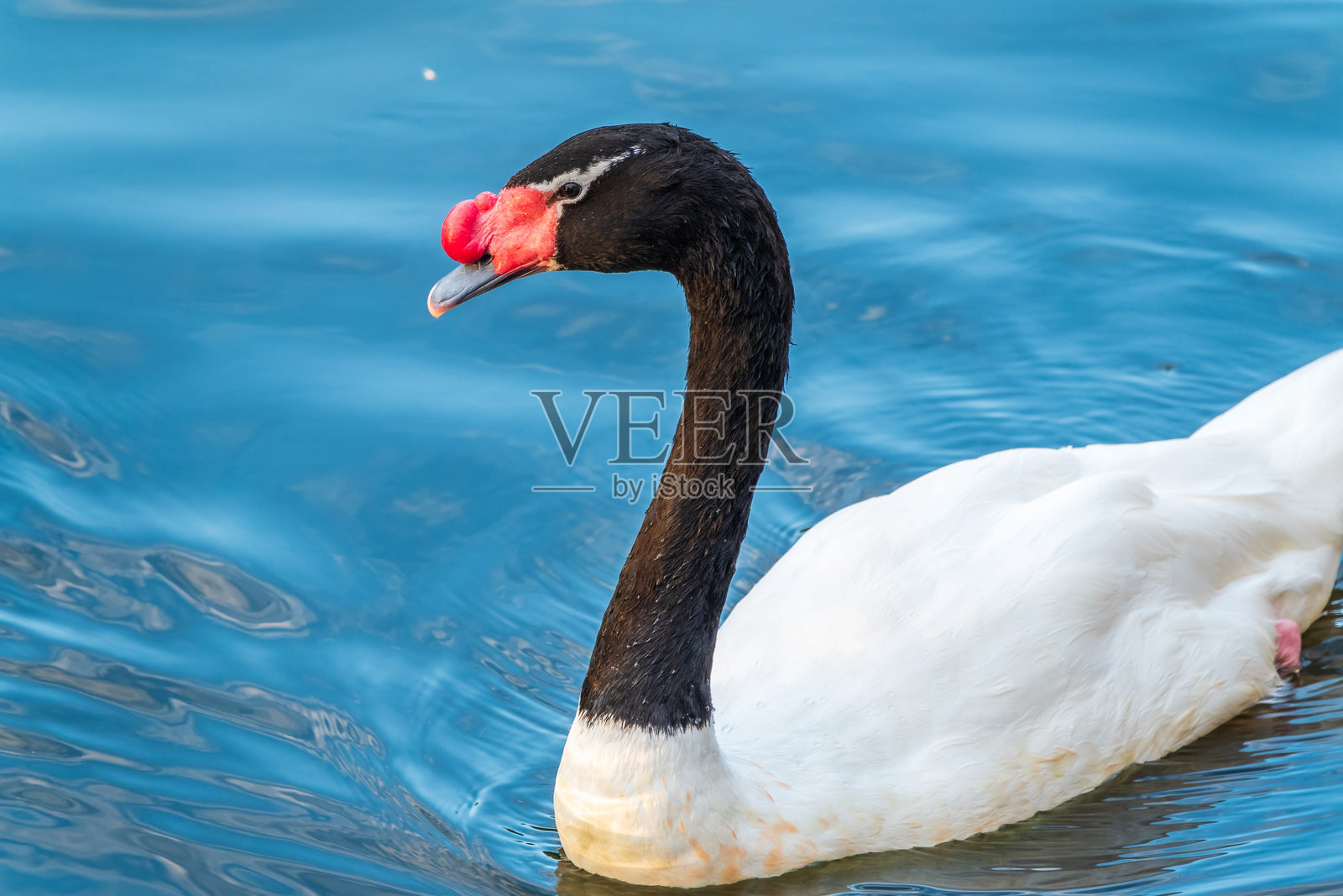 黑颈天鹅（Cygnus melancoryphus）是南美洲最大的水鸟。它的身体羽毛为白色，颈部和头部为黑色，喙呈灰色。照片摄影图片