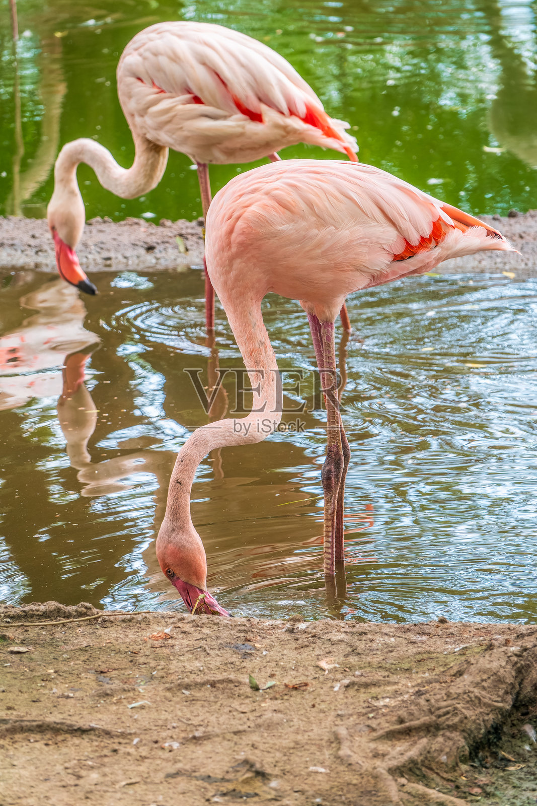 一只新生的玫瑰红鹤（Phoenicopterus roseus）在母亲的关爱下茁壮成长。照片摄影图片