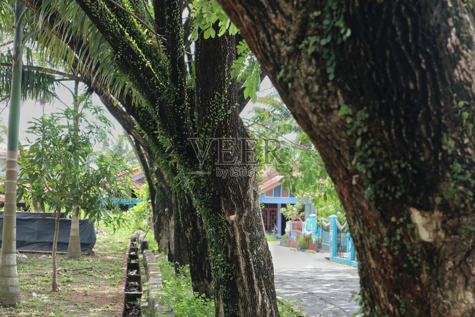 高大的树木和粗壮的树干沿着热带环境中的小径排列。照片摄影图片