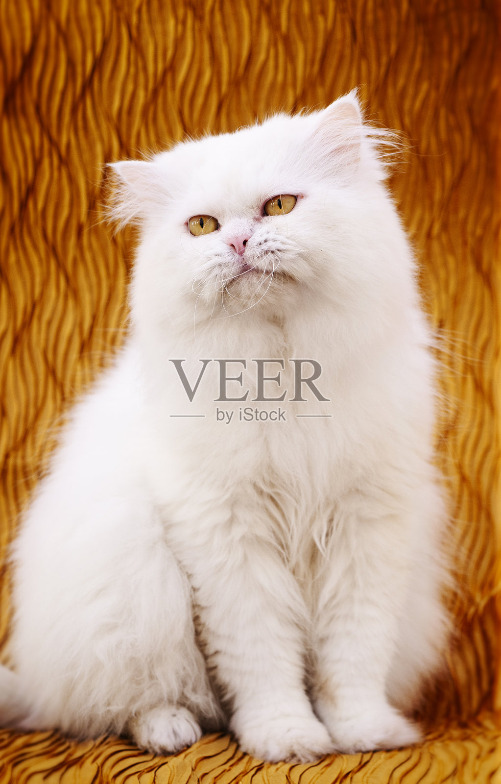 表情搞笑的毛茸茸白猫照片摄影图片