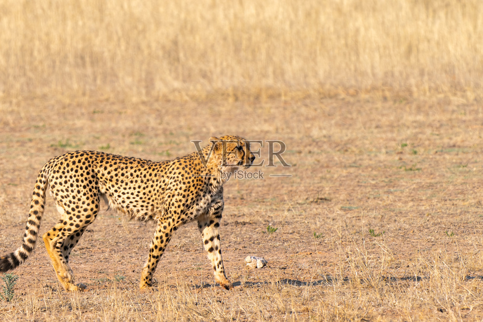 南非卡拉哈里跨境公园中的猎豹狩猎照片摄影图片