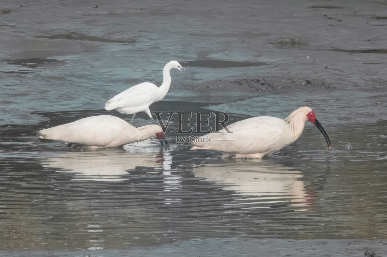 有冠的照片摄影图片