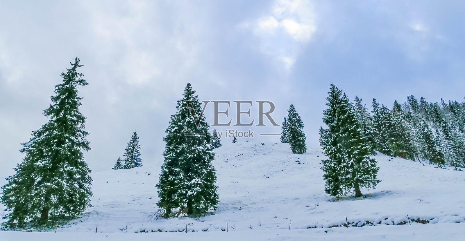 巴伐利亚雪山上的针叶树照片摄影图片