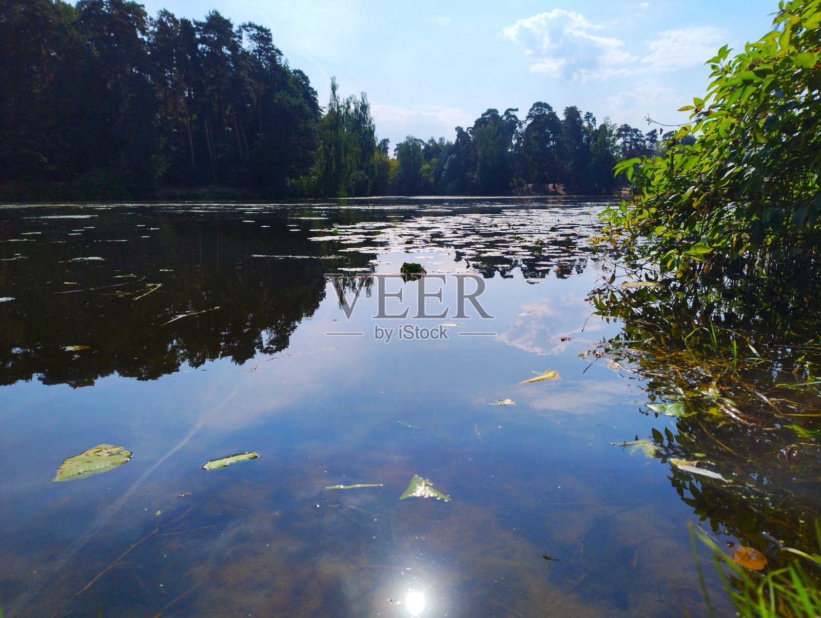 夏季森林中的湖泊照片摄影图片