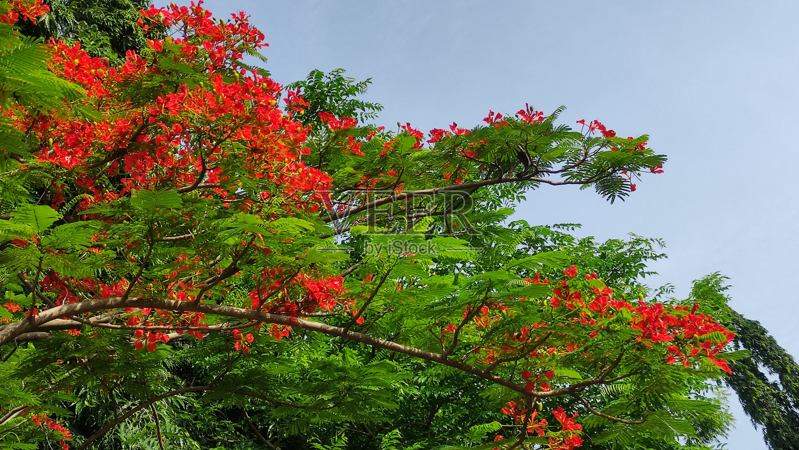 红色火焰花（又称火焰树或德洛尼克斯）盛开特写镜头照片摄影图片