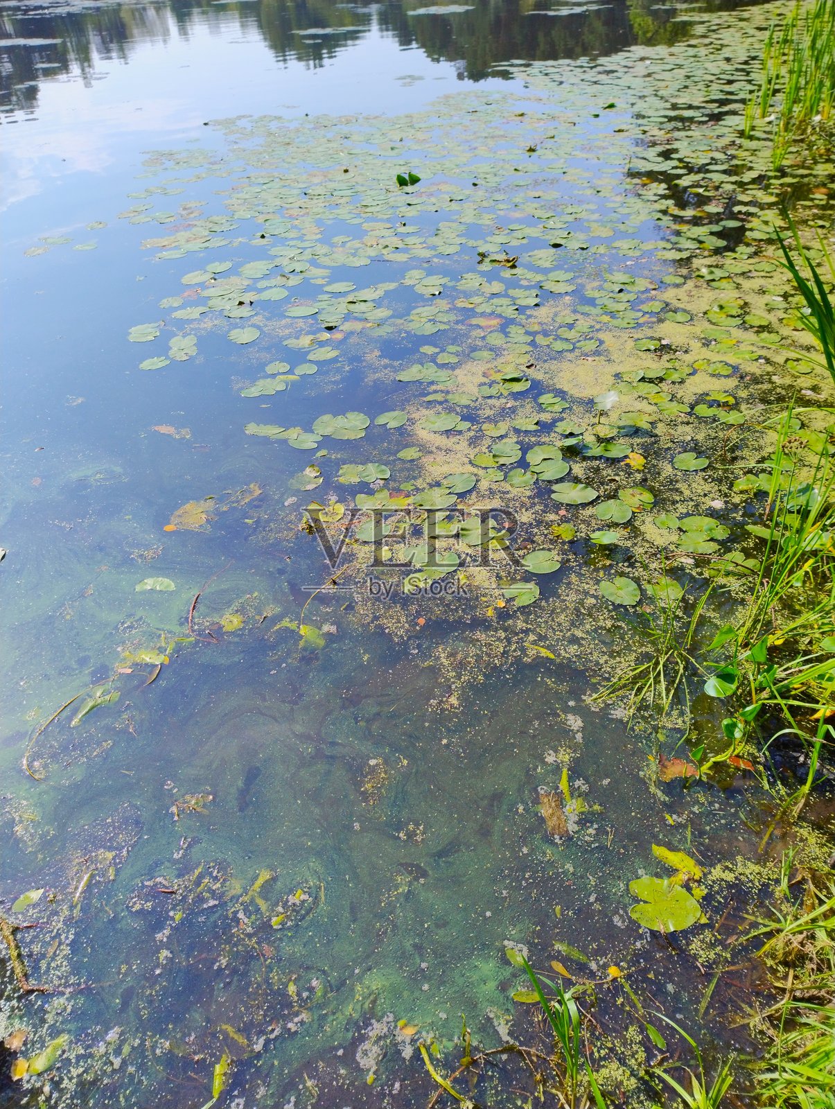 森林中的沼泽湖照片摄影图片