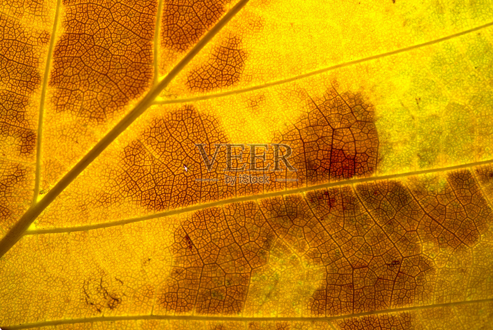 背光下的老叶子透明可见照片摄影图片