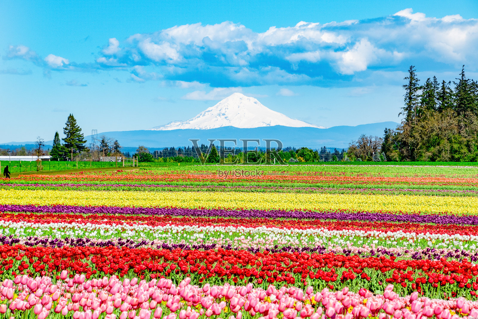 俄勒冈州伍德本的胡德山景观与五彩缤纷的郁金香花田在春季绽放照片摄影图片