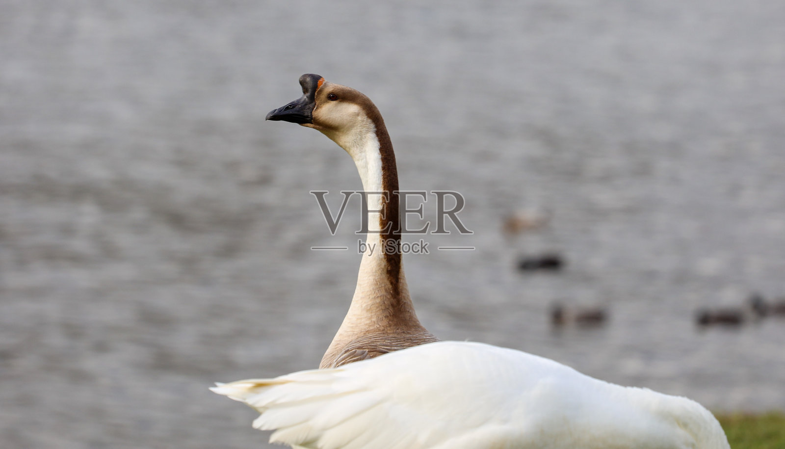 鸭子湖照片摄影图片