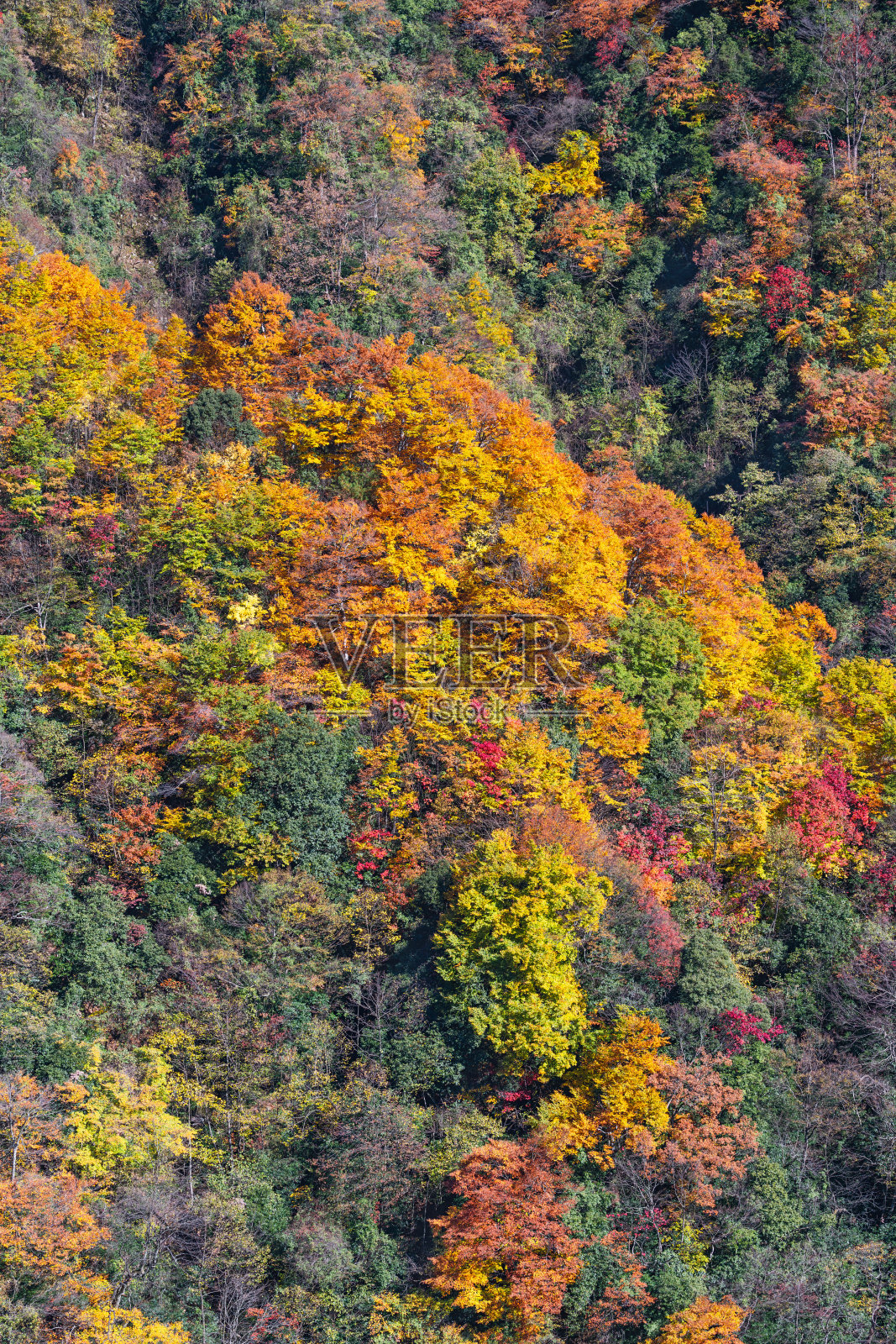 四川巴中光雾山风景区周围的五彩森林和红叶，从光雾山镇到石坝月潭065乡道照片摄影图片