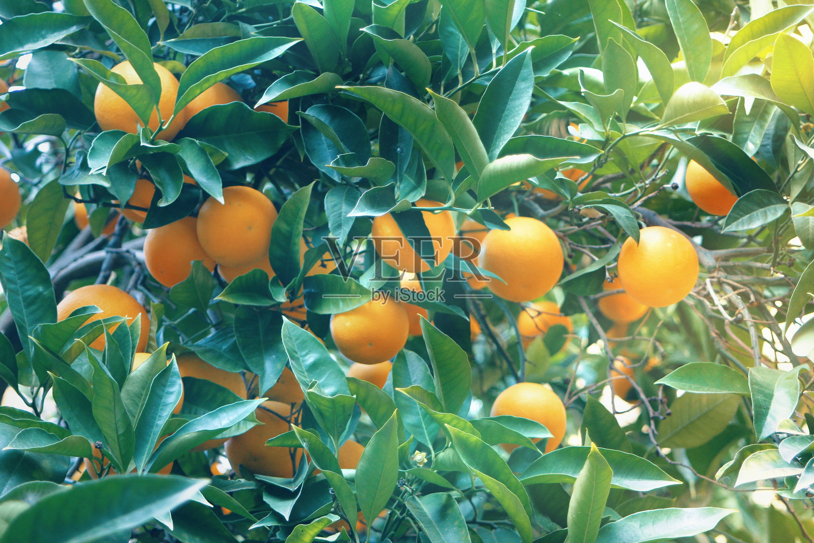 清晨阳光下挂在树上的成熟橙子照片摄影图片