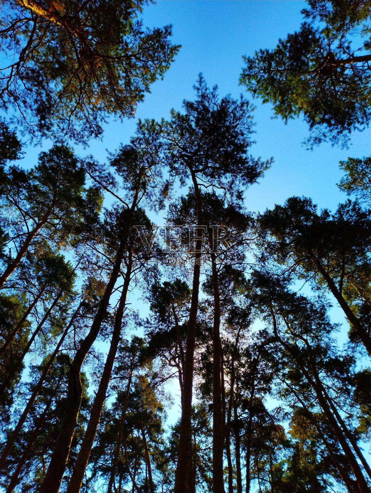 透过森林中的树木看到的天空景色照片摄影图片