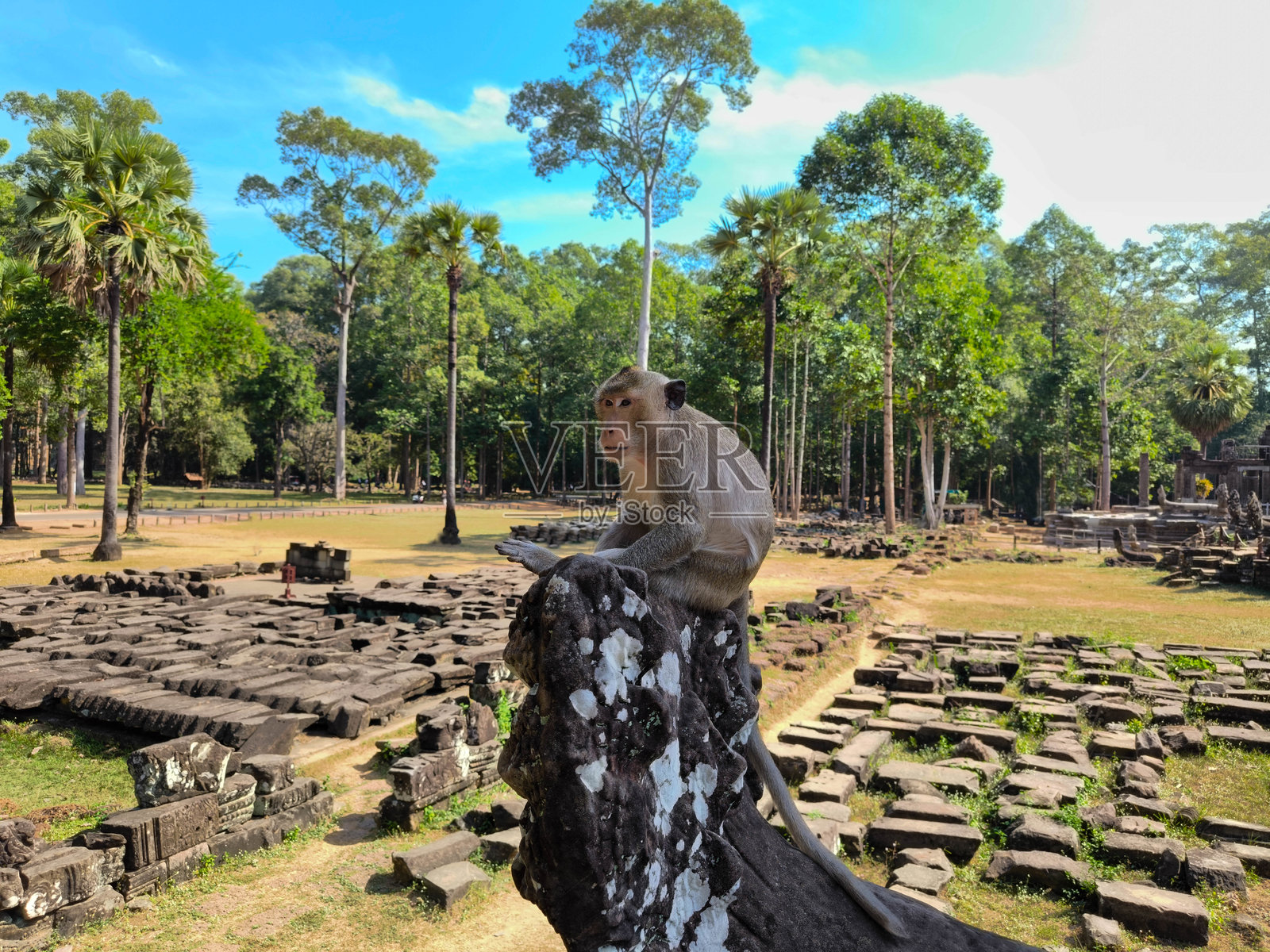 在柬埔寨吴哥窟的树上特写的猴子。照片摄影图片
