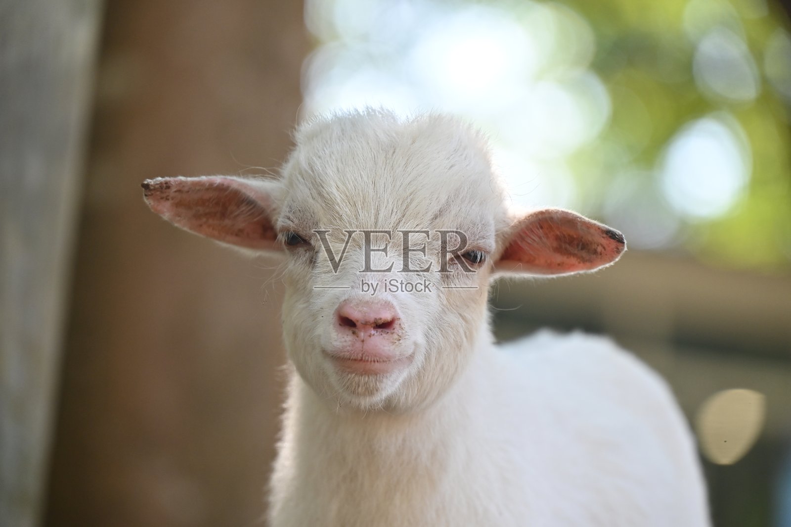 可爱的小山羊微笑着看向镜头。照片摄影图片