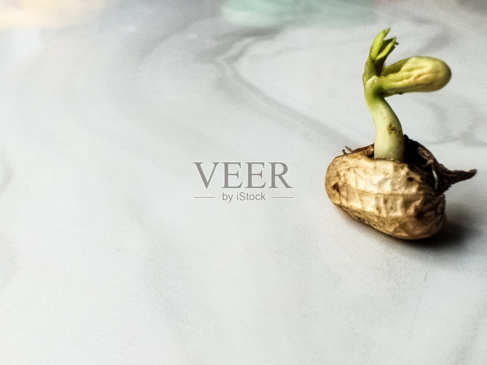 模糊且有噪点的年轻花生植物图像已被处理照片摄影图片