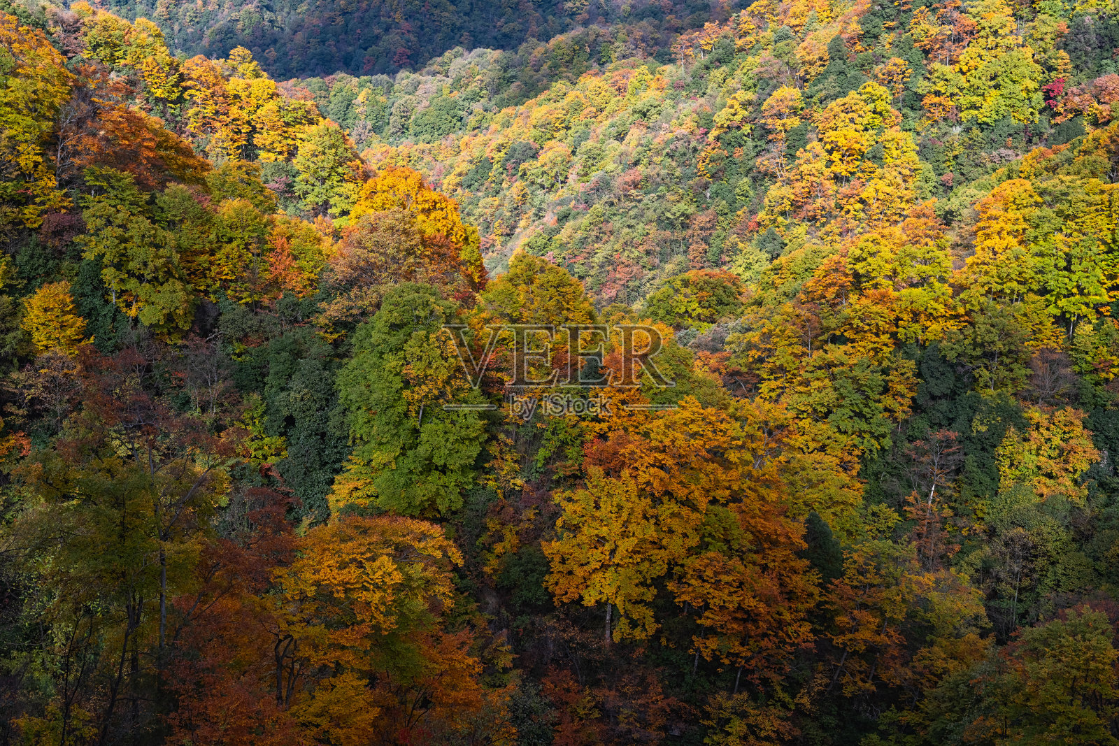 四川巴中光雾山风景区周围的五彩森林和红叶，从光雾山镇到石坝月潭065乡道照片摄影图片