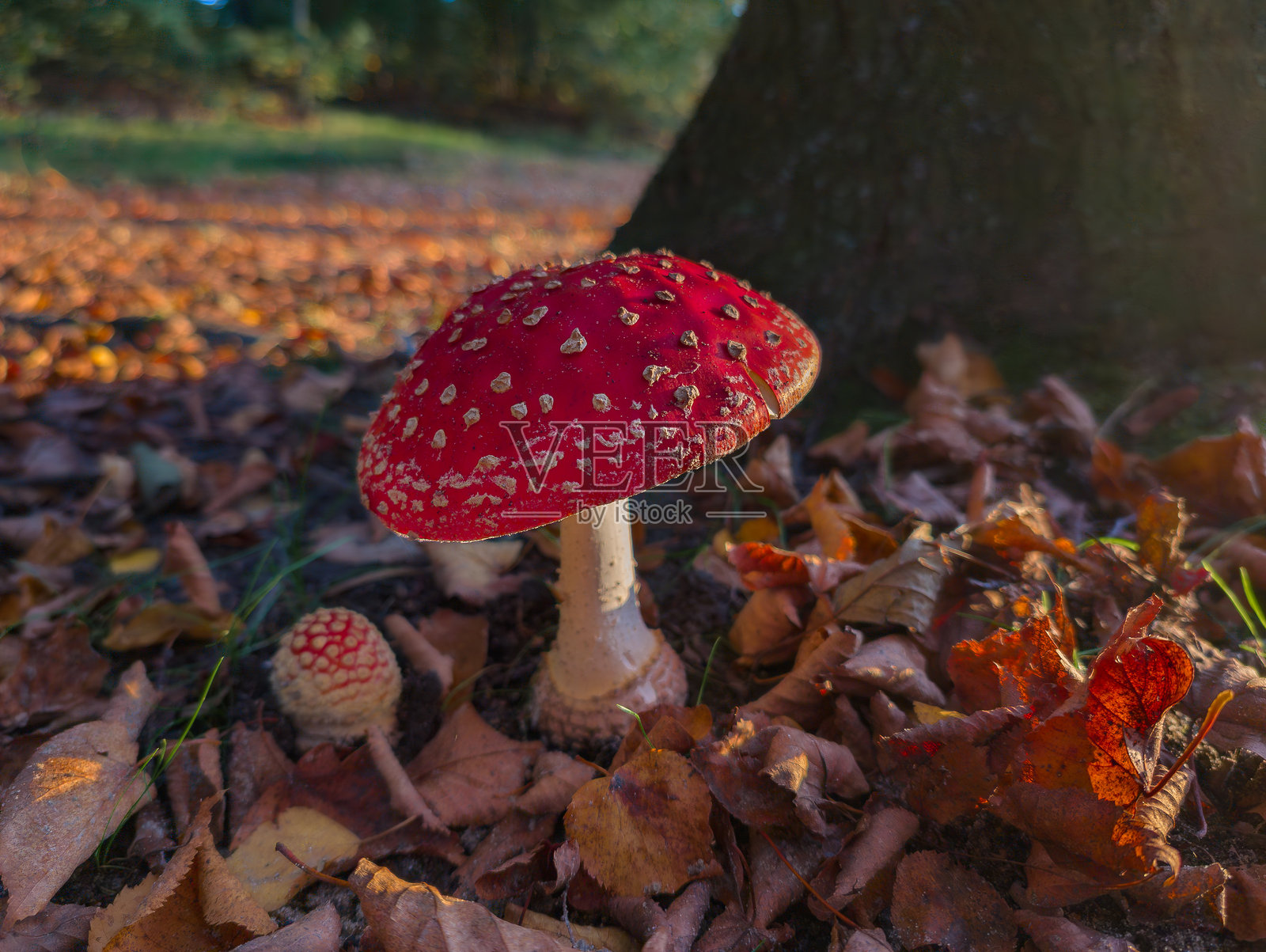 树下的苍蝇伞蘑菇照片摄影图片