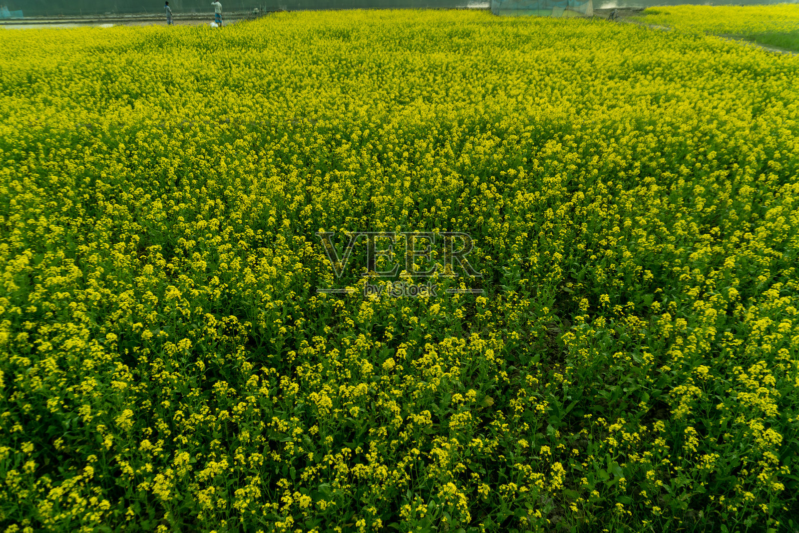 美丽的广阔田野上覆盖着明亮的黄色油菜花，营造出宁静自然的景观。照片摄影图片