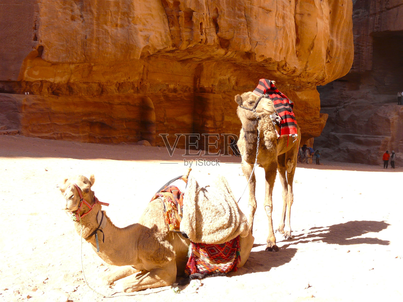 佩特拉。骆驼站在阿尔哈兹内前。历史悠久的考古城市。照片摄影图片