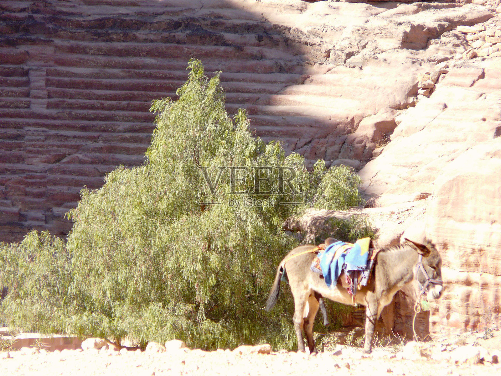 佩特拉。驴子站在阿尔哈兹内前。历史悠久的考古城市。照片摄影图片