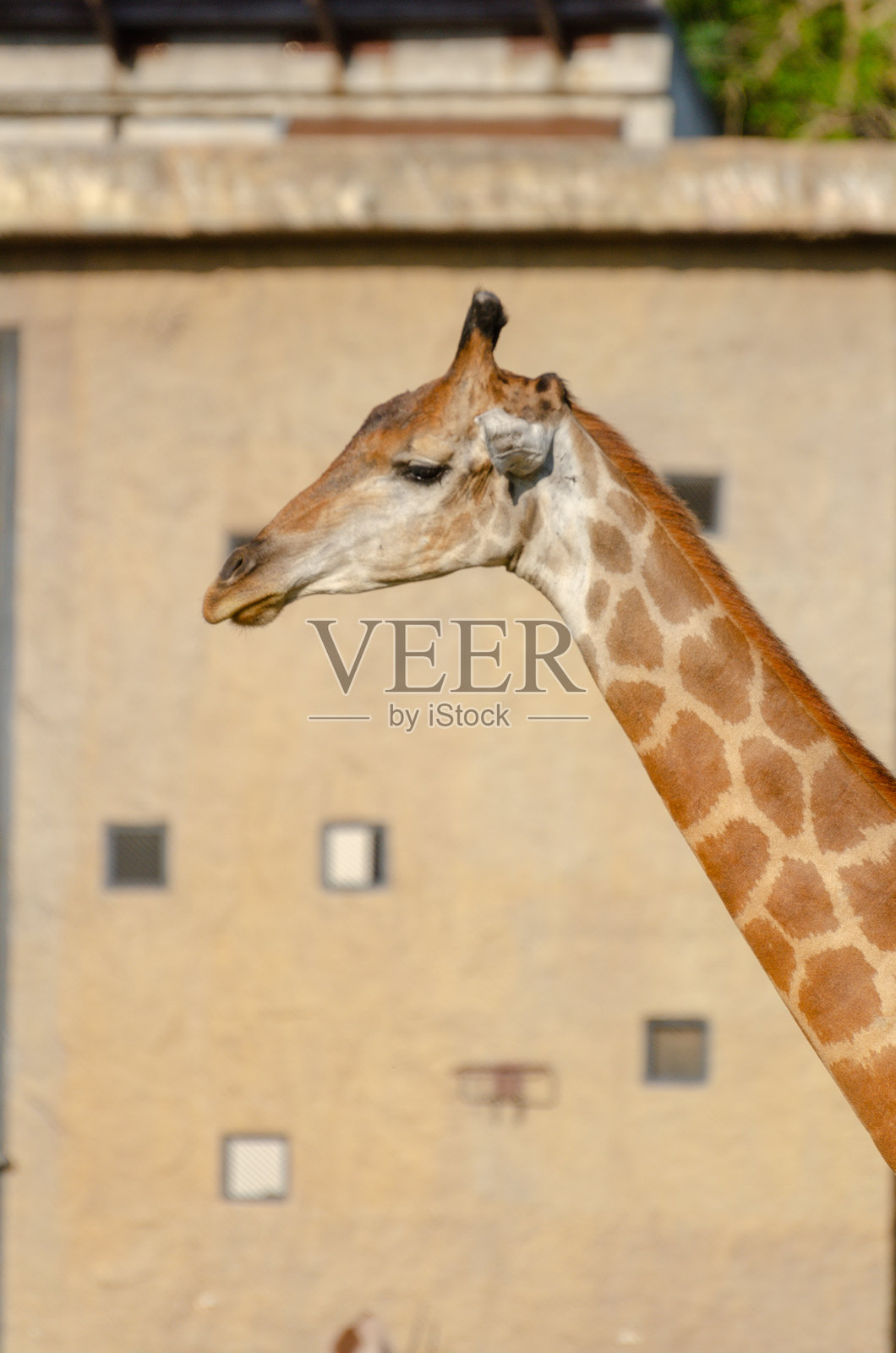 泰国春蓬的考喀喇开放动物园内，一只长颈鹿的特写镜头。照片摄影图片