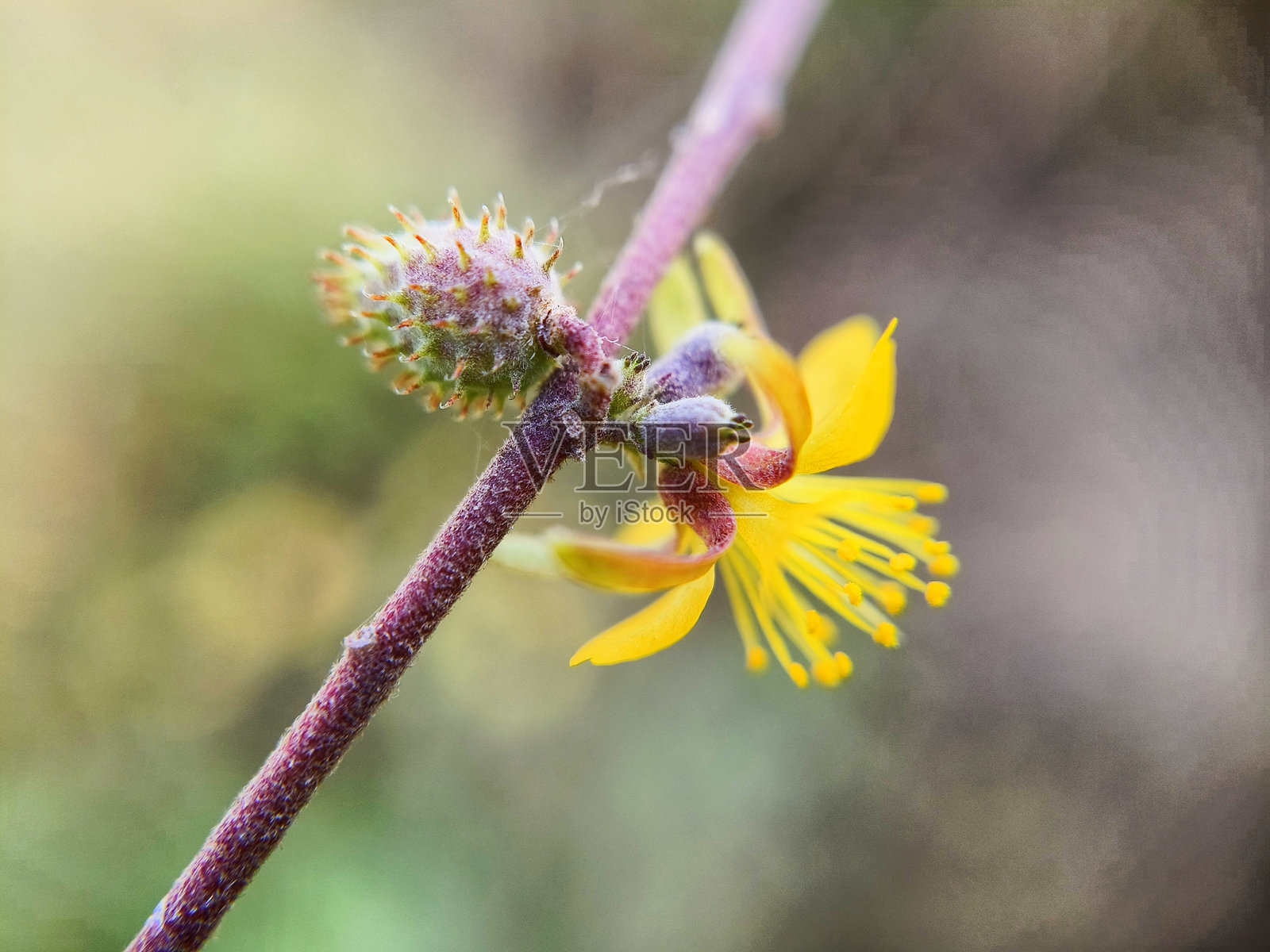 三角叶三角藤，钻石刺藤，刺灌木，中国刺果，花果同框照片摄影图片